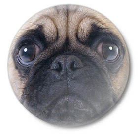 Значок с принтом Мопс в Петрозаводске,  металл | круглая форма, металлическая застежка в виде булавки | бульдог | мопс | мопсик | мопсы | пес | песик | песики | собака | собаки | собачка