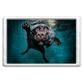 Магнит 45*70 с принтом Пес дайвер в Петрозаводске, Пластик | Размер: 78*52 мм; Размер печати: 70*45 | вода | гребет | дайвер | животное | купается | лапы | нос | пес | плавец | плывет | под водой | прикольный | пузыри | смешной | собака | щенок