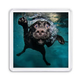 Магнит 55*55 с принтом Пес дайвер в Петрозаводске, Пластик | Размер: 65*65 мм; Размер печати: 55*55 мм | вода | гребет | дайвер | животное | купается | лапы | нос | пес | плавец | плывет | под водой | прикольный | пузыри | смешной | собака | щенок