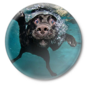 Значок с принтом Пес дайвер в Петрозаводске,  металл | круглая форма, металлическая застежка в виде булавки | вода | гребет | дайвер | животное | купается | лапы | нос | пес | плавец | плывет | под водой | прикольный | пузыри | смешной | собака | щенок