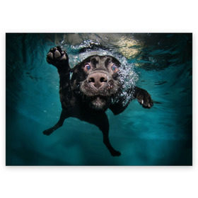 Поздравительная открытка с принтом Пес дайвер в Петрозаводске, 100% бумага | плотность бумаги 280 г/м2, матовая, на обратной стороне линовка и место для марки
 | вода | гребет | дайвер | животное | купается | лапы | нос | пес | плавец | плывет | под водой | прикольный | пузыри | смешной | собака | щенок
