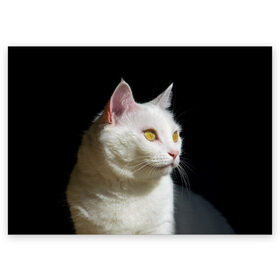 Поздравительная открытка с принтом Белая и пушистая в Петрозаводске, 100% бумага | плотность бумаги 280 г/м2, матовая, на обратной стороне линовка и место для марки
 | белый | взгляд | глаза | киска | кот | котёнок | кошка | пушистый