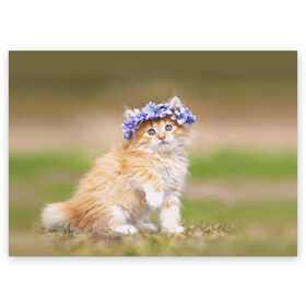 Поздравительная открытка с принтом Веночек в Петрозаводске, 100% бумага | плотность бумаги 280 г/м2, матовая, на обратной стороне линовка и место для марки
 | василёк | венок | котёнок | кошка | цветок