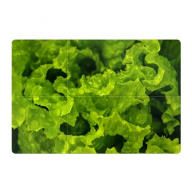 Магнитный плакат 3Х2 с принтом Зелень в Петрозаводске, Полимерный материал с магнитным слоем | 6 деталей размером 9*9 см | Тематика изображения на принте: веган | зеленый | зелень | лето | овощи | салат | солнце | фрукты