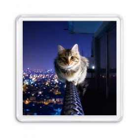 Магнит 55*55 с принтом Киса на балконе в Петрозаводске, Пластик | Размер: 65*65 мм; Размер печати: 55*55 мм | cat | kitty | животные | киса | кот | котенок | котэ | кошка