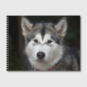 Альбом для рисования с принтом Хаски в Петрозаводске, 100% бумага
 | матовая бумага, плотность 200 мг. | волк | маламут | собака | хаски | щенок