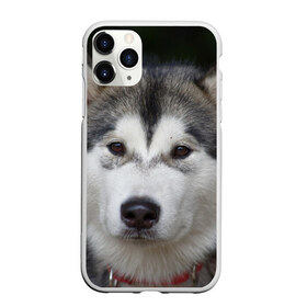 Чехол для iPhone 11 Pro матовый с принтом Хаски в Петрозаводске, Силикон |  | волк | маламут | собака | хаски | щенок