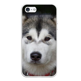 Чехол для iPhone 5/5S матовый с принтом Хаски в Петрозаводске, Силикон | Область печати: задняя сторона чехла, без боковых панелей | волк | маламут | собака | хаски | щенок