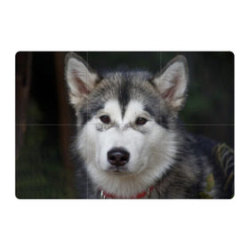 Магнитный плакат 3Х2 с принтом Хаски в Петрозаводске, Полимерный материал с магнитным слоем | 6 деталей размером 9*9 см | волк | маламут | собака | хаски | щенок