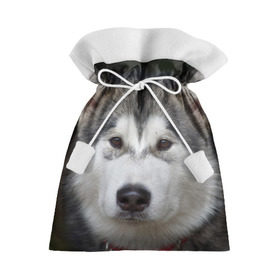 Подарочный 3D мешок с принтом Хаски в Петрозаводске, 100% полиэстер | Размер: 29*39 см | волк | маламут | собака | хаски | щенок