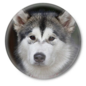 Значок с принтом Хаски в Петрозаводске,  металл | круглая форма, металлическая застежка в виде булавки | волк | маламут | собака | хаски | щенок