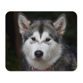 Коврик прямоугольный с принтом Хаски в Петрозаводске, натуральный каучук | размер 230 х 185 мм; запечатка лицевой стороны | волк | маламут | собака | хаски | щенок