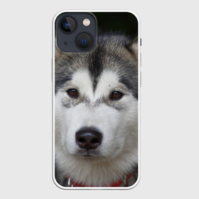 Чехол для iPhone 13 mini с принтом Хаски в Петрозаводске,  |  | волк | маламут | собака | хаски | щенок