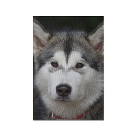 Обложка для паспорта матовая кожа с принтом Хаски в Петрозаводске, натуральная матовая кожа | размер 19,3 х 13,7 см; прозрачные пластиковые крепления | волк | маламут | собака | хаски | щенок