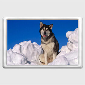 Магнит 45*70 с принтом Аляскинский маламут в Петрозаводске, Пластик | Размер: 78*52 мм; Размер печати: 70*45 | Тематика изображения на принте: аляска | горы | друг человека | животное | зима | красивая | ласка | пес | полярный круг | породистая собака | породы | северный полюс | снег | хаски | щенок