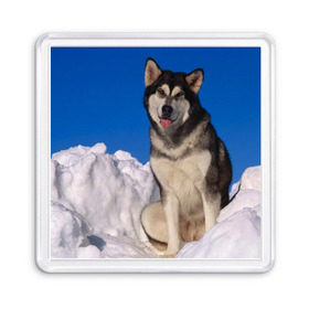 Магнит 55*55 с принтом Аляскинский маламут в Петрозаводске, Пластик | Размер: 65*65 мм; Размер печати: 55*55 мм | Тематика изображения на принте: аляска | горы | друг человека | животное | зима | красивая | ласка | пес | полярный круг | породистая собака | породы | северный полюс | снег | хаски | щенок