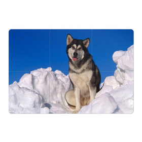 Магнитный плакат 3Х2 с принтом Аляскинский маламут в Петрозаводске, Полимерный материал с магнитным слоем | 6 деталей размером 9*9 см | аляска | горы | друг человека | животное | зима | красивая | ласка | пес | полярный круг | породистая собака | породы | северный полюс | снег | хаски | щенок