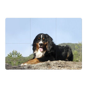 Магнитный плакат 3Х2 с принтом Бернский зенненхунд в Петрозаводске, Полимерный материал с магнитным слоем | 6 деталей размером 9*9 см | голубое небо | друг человека | животное | красивая | милая | овчарка | пес | породистая собака | породы | прикольная | природа | рыжий | черный | щенок