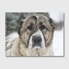 Альбом для рисования с принтом САО (алабай) в Петрозаводске, 100% бумага
 | матовая бумага, плотность 200 мг. | большая огромная | грозная | добрая | друг человека | животное | красивая | милая | пес | породистая собака | породы | прикольная | сао алабай | щенок