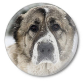 Значок с принтом САО (алабай) в Петрозаводске,  металл | круглая форма, металлическая застежка в виде булавки | большая огромная | грозная | добрая | друг человека | животное | красивая | милая | пес | породистая собака | породы | прикольная | сао алабай | щенок