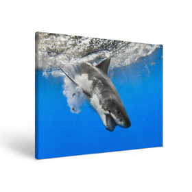 Холст прямоугольный с принтом Акула в Петрозаводске, 100% ПВХ |  | shark | море | синий | челюсти