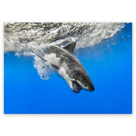 Поздравительная открытка с принтом Акула в Петрозаводске, 100% бумага | плотность бумаги 280 г/м2, матовая, на обратной стороне линовка и место для марки
 | Тематика изображения на принте: shark | море | синий | челюсти