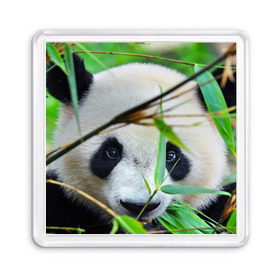 Магнит 55*55 с принтом Панда в лесу в Петрозаводске, Пластик | Размер: 65*65 мм; Размер печати: 55*55 мм | Тематика изображения на принте: бамбук | животное | медведь