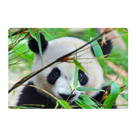 Магнитный плакат 3Х2 с принтом Панда в лесу в Петрозаводске, Полимерный материал с магнитным слоем | 6 деталей размером 9*9 см | Тематика изображения на принте: бамбук | животное | медведь
