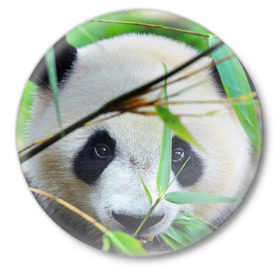 Значок с принтом Панда в лесу в Петрозаводске,  металл | круглая форма, металлическая застежка в виде булавки | бамбук | животное | медведь