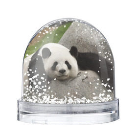Снежный шар с принтом Панда на камушке в Петрозаводске, Пластик | Изображение внутри шара печатается на глянцевой фотобумаге с двух сторон | бамбук | животное | медведь