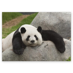 Поздравительная открытка с принтом Панда на камушке в Петрозаводске, 100% бумага | плотность бумаги 280 г/м2, матовая, на обратной стороне линовка и место для марки
 | бамбук | животное | медведь