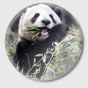 Значок с принтом Панда кушает в Петрозаводске,  металл | круглая форма, металлическая застежка в виде булавки | бамбук | животное | медведь