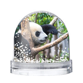 Снежный шар с принтом Бамбуковый медведь в Петрозаводске, Пластик | Изображение внутри шара печатается на глянцевой фотобумаге с двух сторон | бамбук | животное | медведь