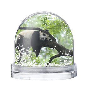 Снежный шар с принтом Панда спит на ветке в Петрозаводске, Пластик | Изображение внутри шара печатается на глянцевой фотобумаге с двух сторон | бамбук | животное | медведь