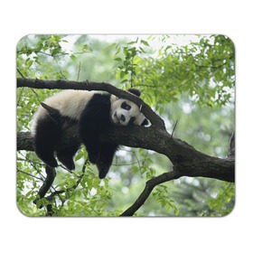 Коврик прямоугольный с принтом Панда спит на ветке в Петрозаводске, натуральный каучук | размер 230 х 185 мм; запечатка лицевой стороны | бамбук | животное | медведь