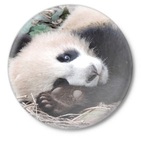 Значок с принтом Лапка панда в Петрозаводске,  металл | круглая форма, металлическая застежка в виде булавки | Тематика изображения на принте: бамбук | животное | медведь