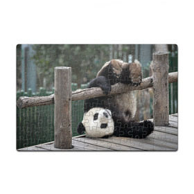 Пазл магнитный 126 элементов с принтом Паркур панда в Петрозаводске, полимерный материал с магнитным слоем | 126 деталей, размер изделия —  180*270 мм | бамбук | животное | медведь