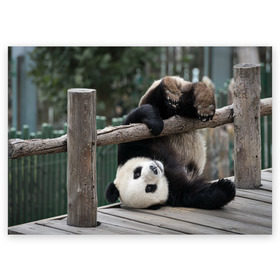 Поздравительная открытка с принтом Паркур панда в Петрозаводске, 100% бумага | плотность бумаги 280 г/м2, матовая, на обратной стороне линовка и место для марки
 | бамбук | животное | медведь