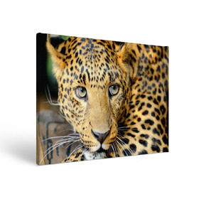 Холст прямоугольный с принтом Леопард в Петрозаводске, 100% ПВХ |  | Тематика изображения на принте: властелин | глаз | грация | животные | зверь | кот | кошачий | кошки | крупный | леопард | лес | млекопитающее | природа | пятна | рыжий | усатый | усы | фауна | флора | хищник | хозяин | царь джунгли
