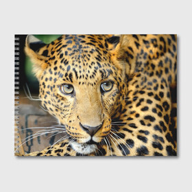 Альбом для рисования с принтом Леопард в Петрозаводске, 100% бумага
 | матовая бумага, плотность 200 мг. | властелин | глаз | грация | животные | зверь | кот | кошачий | кошки | крупный | леопард | лес | млекопитающее | природа | пятна | рыжий | усатый | усы | фауна | флора | хищник | хозяин | царь джунгли