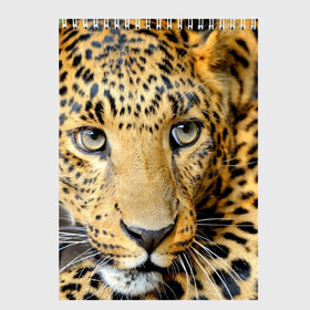 Скетчбук с принтом Леопард в Петрозаводске, 100% бумага
 | 48 листов, плотность листов — 100 г/м2, плотность картонной обложки — 250 г/м2. Листы скреплены сверху удобной пружинной спиралью | Тематика изображения на принте: властелин | глаз | грация | животные | зверь | кот | кошачий | кошки | крупный | леопард | лес | млекопитающее | природа | пятна | рыжий | усатый | усы | фауна | флора | хищник | хозяин | царь джунгли