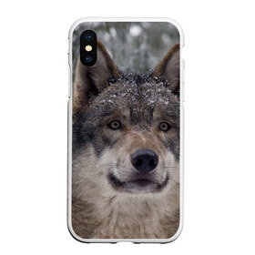 Чехол для iPhone XS Max матовый с принтом Серый волк в Петрозаводске, Силикон | Область печати: задняя сторона чехла, без боковых панелей | бирюк | волк | волчара | волчица | волчок | глаза | животное | животные | зверь | зеленые | койот | лес | млекопитающее | природа | санитар леса | серый | уши | фауна | хищник | черный | шакал