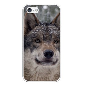 Чехол для iPhone 5/5S матовый с принтом Серый волк в Петрозаводске, Силикон | Область печати: задняя сторона чехла, без боковых панелей | бирюк | волк | волчара | волчица | волчок | глаза | животное | животные | зверь | зеленые | койот | лес | млекопитающее | природа | санитар леса | серый | уши | фауна | хищник | черный | шакал