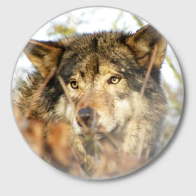 Значок с принтом Волк в Петрозаводске,  металл | круглая форма, металлическая застежка в виде булавки | бирюк | волк | волчара | волчица | волчок | глаза | животное | животные | зверь | зеленые | койот | лес | млекопитающее | природа | санитар леса | серый | уши | фауна | хищник | черный | шакал