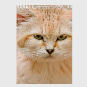 Скетчбук с принтом Рыжий кот в Петрозаводске, 100% бумага
 | 48 листов, плотность листов — 100 г/м2, плотность картонной обложки — 250 г/м2. Листы скреплены сверху удобной пружинной спиралью | грустный | добрый | животное | киса | киска кися | кот | котенок | котэ | кошка | красивый | лапа | лапка | ласковый | милый | моська | мурлыка | прикольный | смешной | унылый | усатый | шерсть