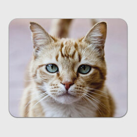 Коврик прямоугольный с принтом Рыжий кот, зеленые глаза в Петрозаводске, натуральный каучук | размер 230 х 185 мм; запечатка лицевой стороны | грустный | добрый | животное | киса | киска кися | кот | котенок | котэ | кошка | красивый | лапа | лапка | ласковый | милый | моська | мурлыка | прикольный | смешной | унылый | усатый | шерсть