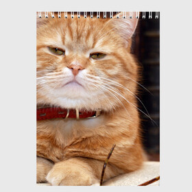 Скетчбук с принтом Рыжий кот в Петрозаводске, 100% бумага
 | 48 листов, плотность листов — 100 г/м2, плотность картонной обложки — 250 г/м2. Листы скреплены сверху удобной пружинной спиралью | грустный | добрый | животное | киса | киска кися | кот | котенок | котэ | кошка | красивый | лапа | лапка | ласковый | милый | моська | мурлыка | прикольный | смешной | унылый | усатый | шерсть