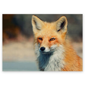 Поздравительная открытка с принтом Лисица в Петрозаводске, 100% бумага | плотность бумаги 280 г/м2, матовая, на обратной стороне линовка и место для марки
 | Тематика изображения на принте: fox | животное | зверь | красивая | лес | лис | лиса | лисенок | лисица | лисичка | мех | патрикеевна | песец | плутовка | прикольная | природа | рыжая | рыжий цвет | сказка | хвост | хитрая | хищник