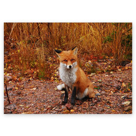 Поздравительная открытка с принтом Лиса в Петрозаводске, 100% бумага | плотность бумаги 280 г/м2, матовая, на обратной стороне линовка и место для марки
 | Тематика изображения на принте: fox | животное | зверь | красивая | лес | лис | лиса | лисенок | лисица | лисичка | мех | патрикеевна | песец | плутовка | прикольная | природа | рыжая | рыжий цвет | сказка | хвост | хитрая | хищник