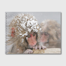 Альбом для рисования с принтом Обезьянка и зима в Петрозаводске, 100% бумага
 | матовая бумага, плотность 200 мг. | бабуин | гамадрил | гиббон | горилла | гуманоид | дарвин | животное | зоопарк | кинг конг | мартышка | маугли | обезьяна | орангутанг | предок | примат | рожа | хомо сапиенс | шимпанзе